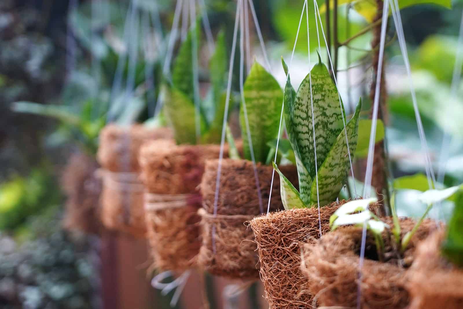 Potted Plants Hanging Outdoors